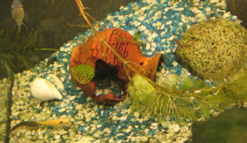 Подкормка Подкормка