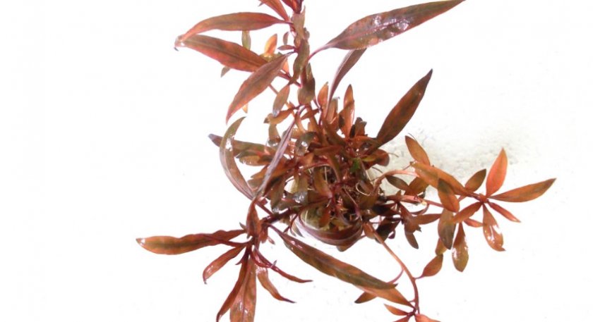 Черенки людвигии Черенки людвигии