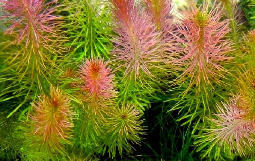 Валлиха Валлиха