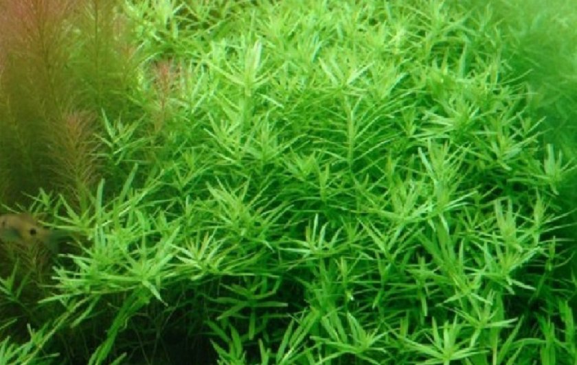 Ротундифолия зелёная Ротундифолия зелёная