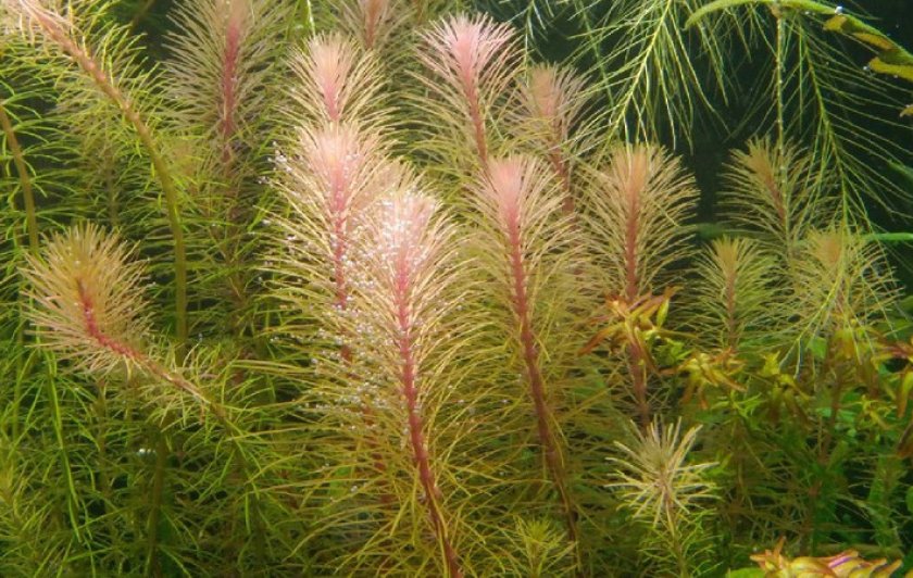 Бангладеш Бангладеш