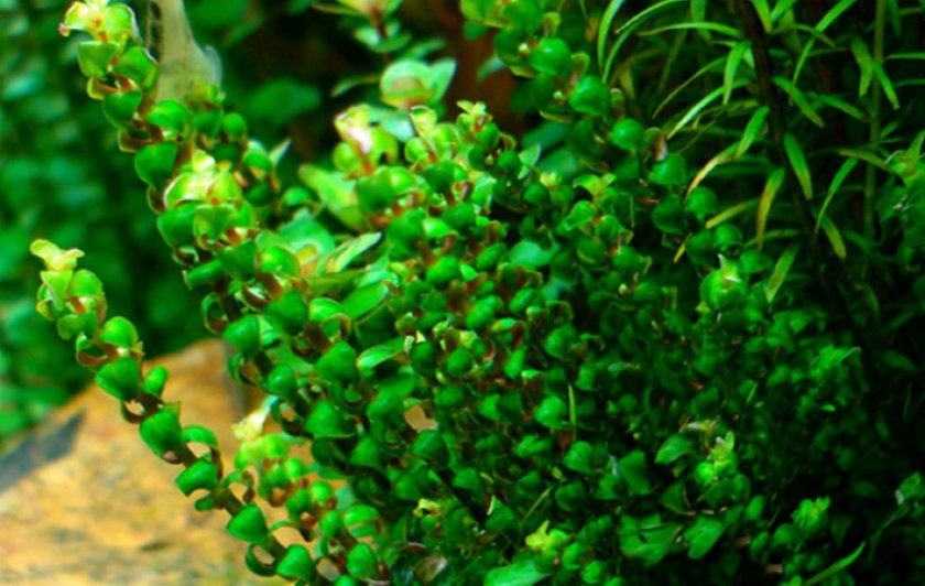 Перлс Перлс