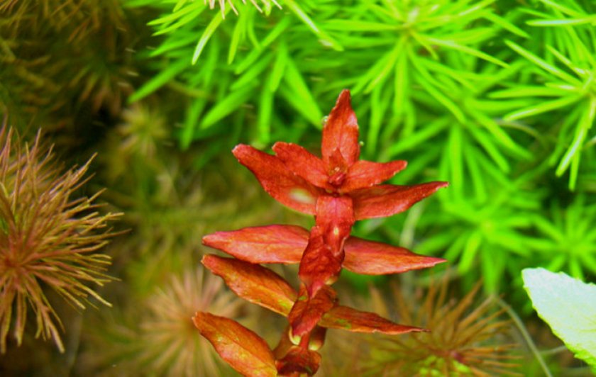 Баттерфляй Баттерфляй