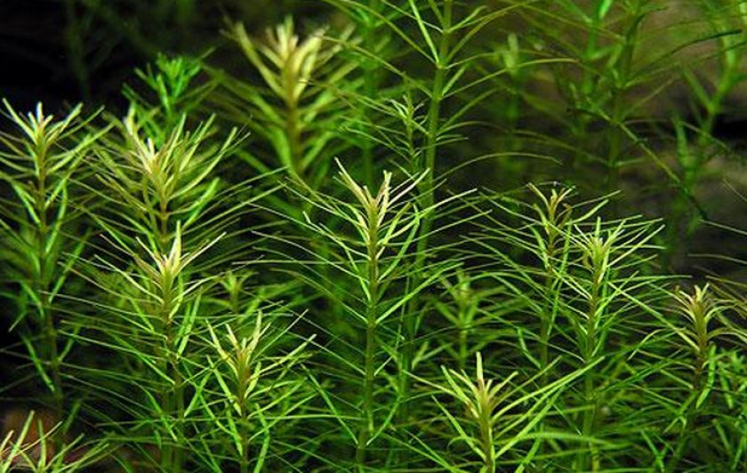 Наньеншан Наньеншан