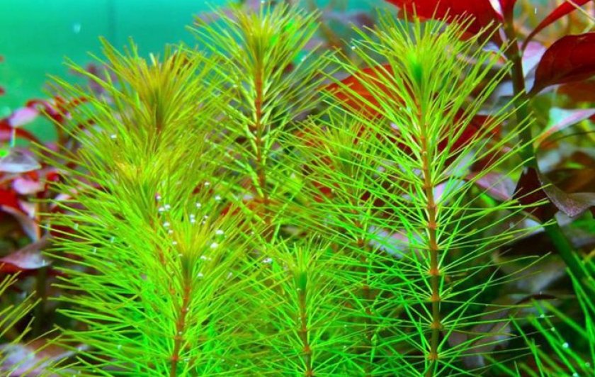 Мака ред Мака ред