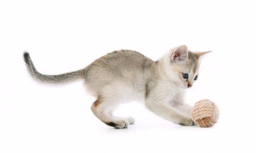 Сингапурская кошка Сингапурская кошка