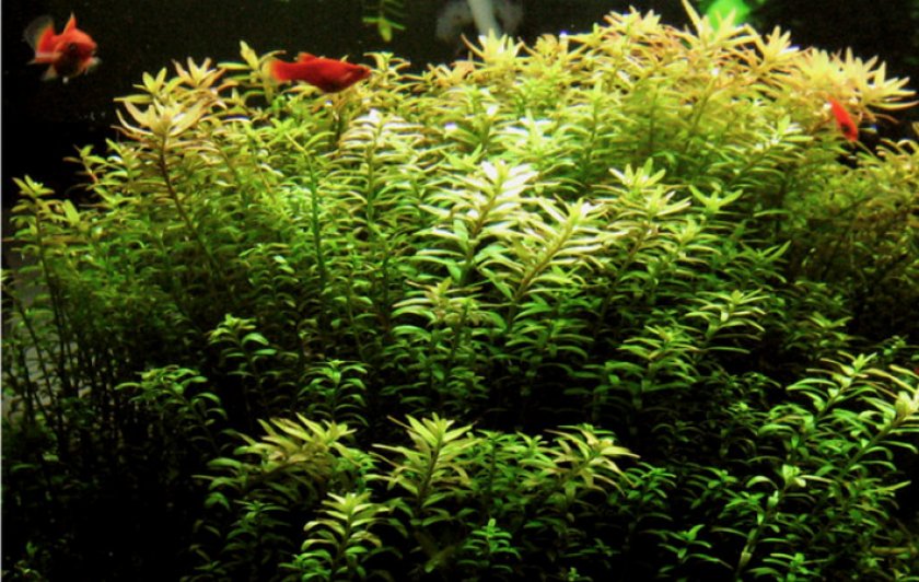 Ротала Ротала