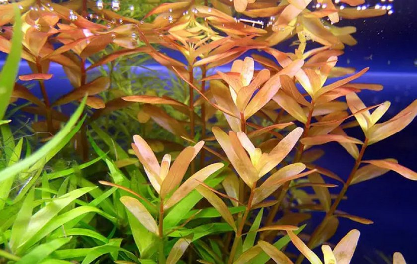 Ротала Ротала