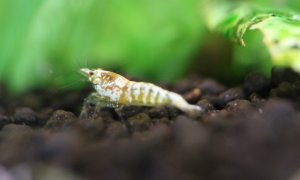 Креветки кристаллы