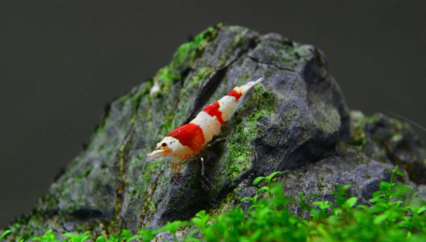 Креветка красная