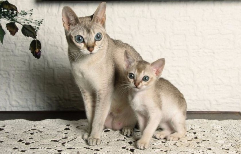 Сингапурская кошка с котенком Сингапурская кошка с котенком