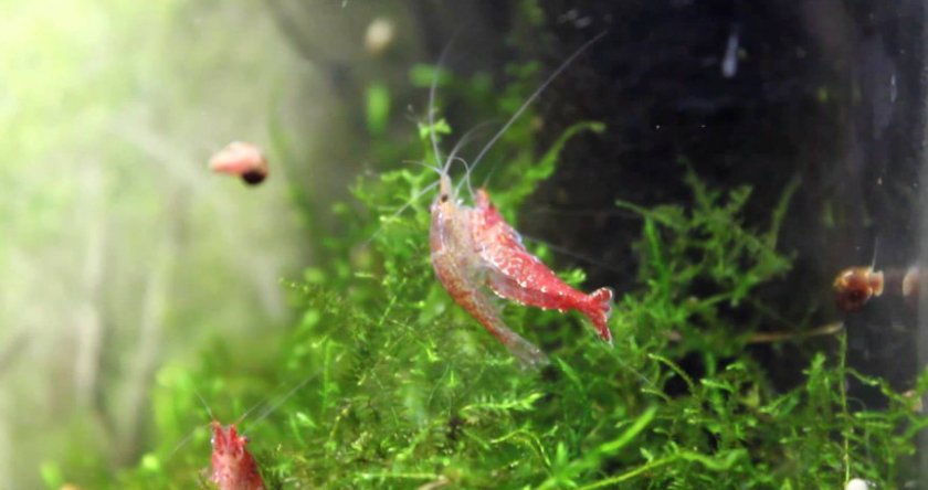 Размножение