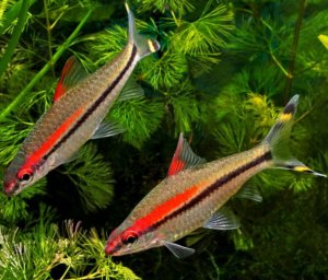 Барбус денисони