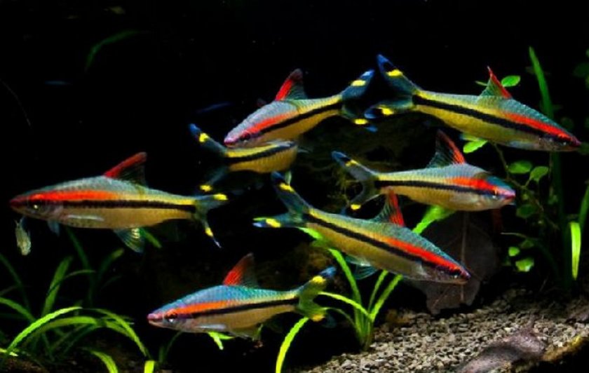 Барбус денисони