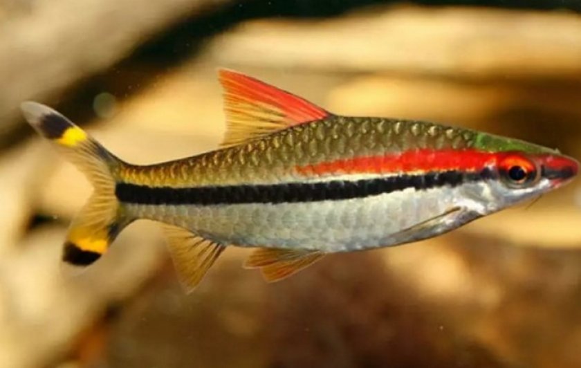 Барбус денисони