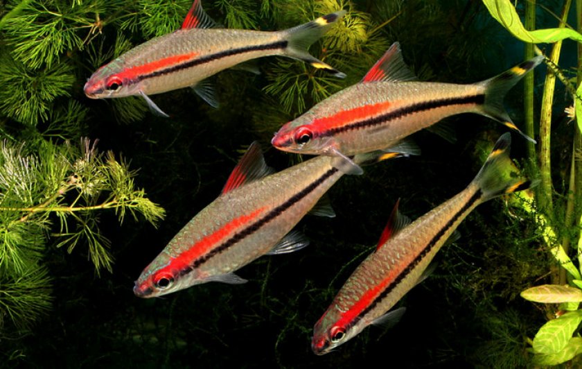 Барбус денисони