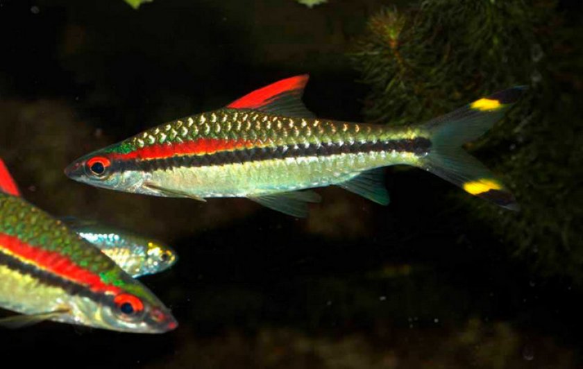 Барбус денисони