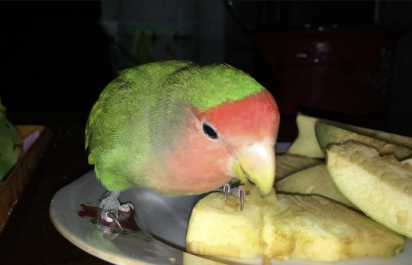 Попугай ест яблоко