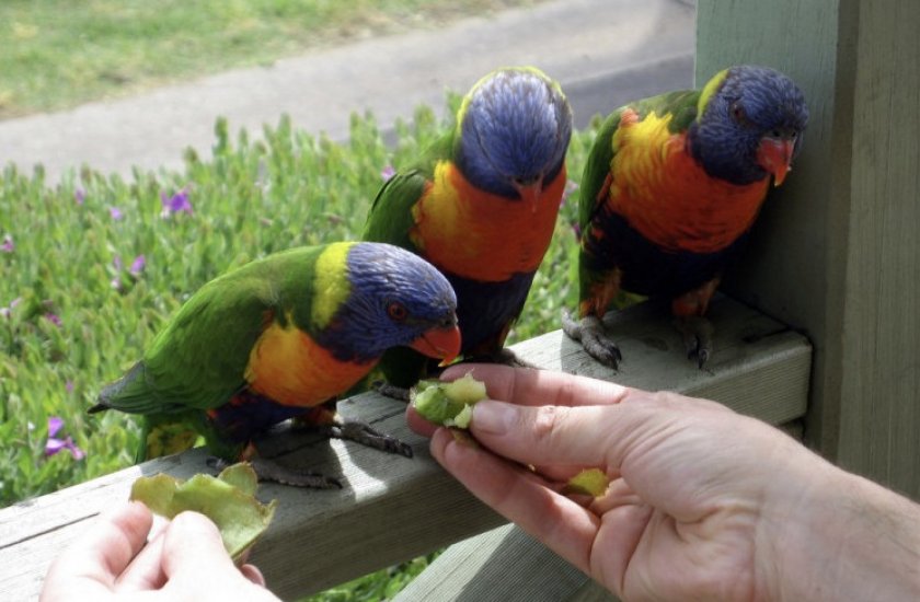 Попугаи едят киви