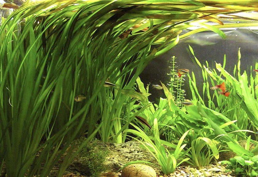 Vallisneria gigantea