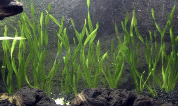 Валлиснерия (аквариумное растение): виды (спиральная, гигантская, нана ...