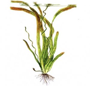 Vallisneria neotropicalis