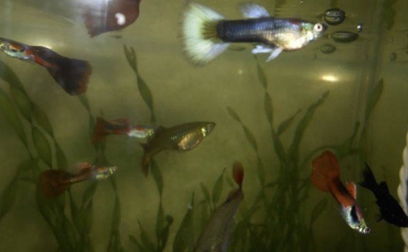 Рыбки в аквариуме с валлиснерией