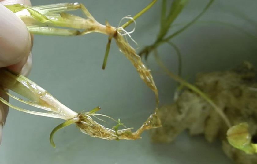 Валлиснерия