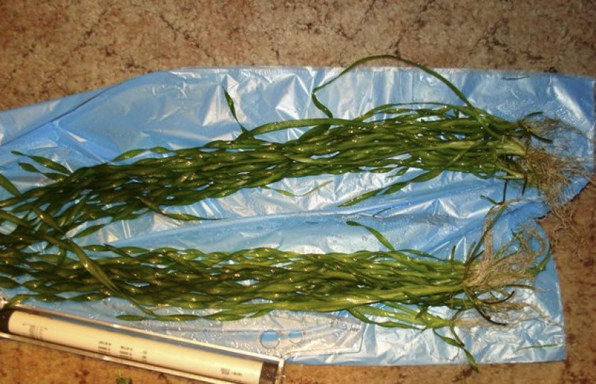 Валлиснерия спиральная