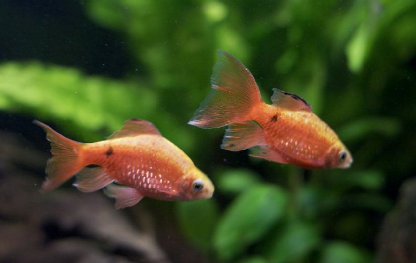 Огненный барбус