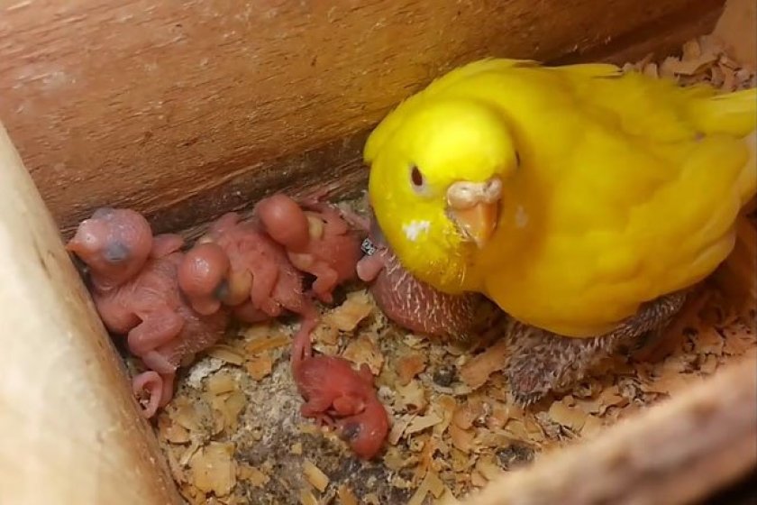 Сколько вылупляется птенец. Птенец попугая. Волнистые попугайчики птенцы. Новорожденные волнистые попугаи. Яйца волнистых попугаев.