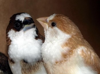 Японские амадины в домашних условиях