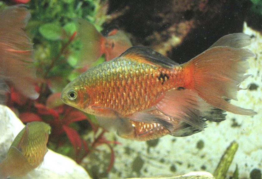 Вуалевый барбус