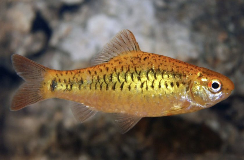 Золотой барбус Золотой барбус