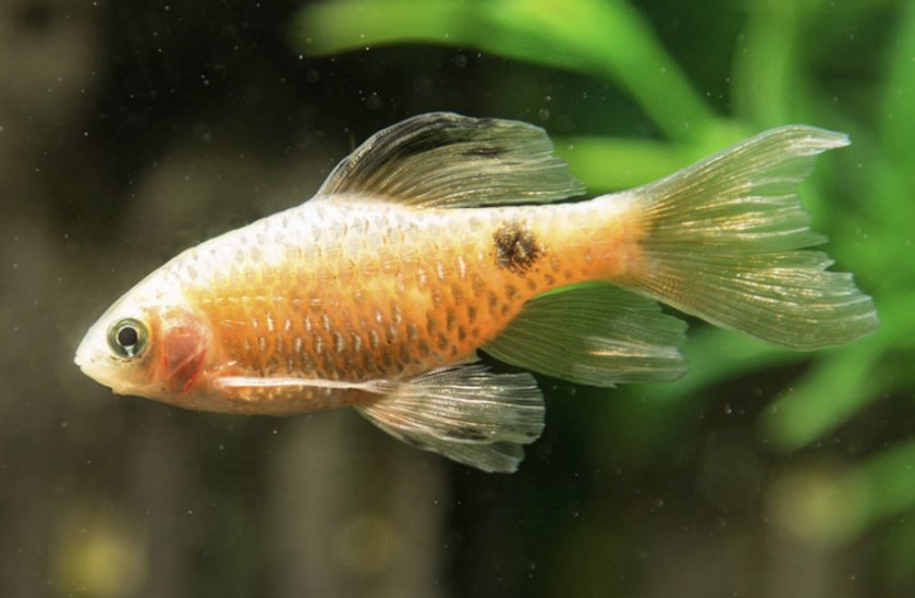 Неоновый барбус Неоновый барбус