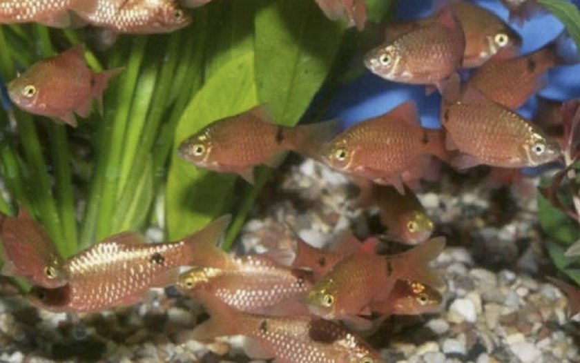 Барбус огненный