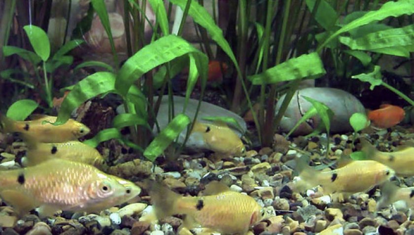 Барбусы в аквариуме Барбусы в аквариуме
