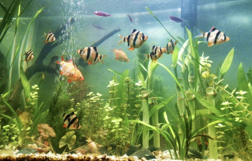 Барбусы с другими рыбами в аквариуме