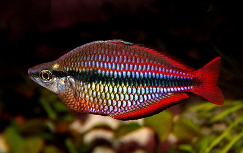 Радужница трёхполосная