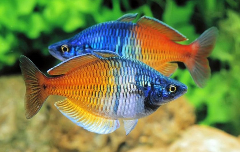 Меланотения Боэсмана