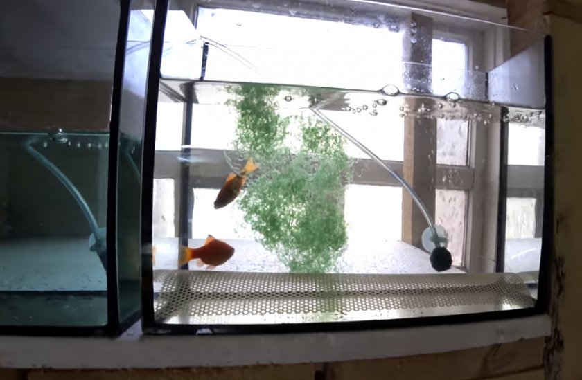 Нерест барбусов