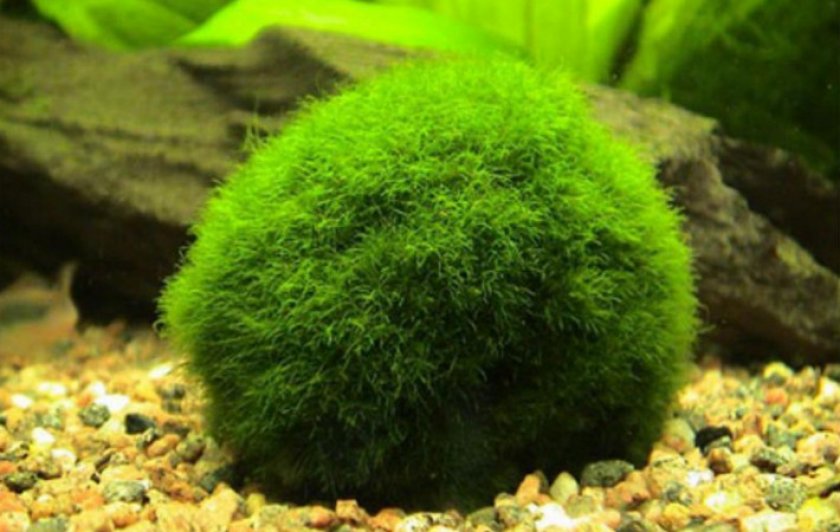 Кладофора шаровидная