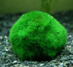 Кладофора шаровидная