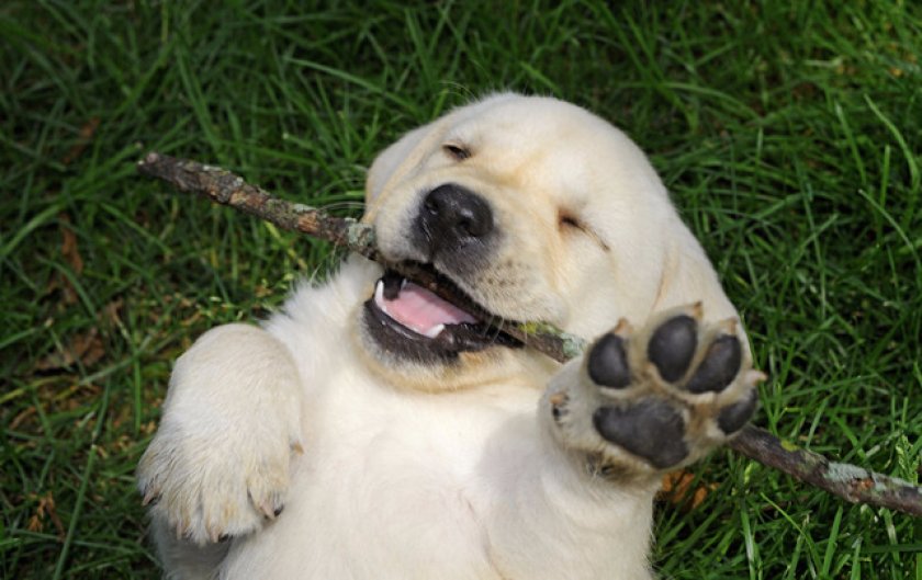 Щенок лабрадора