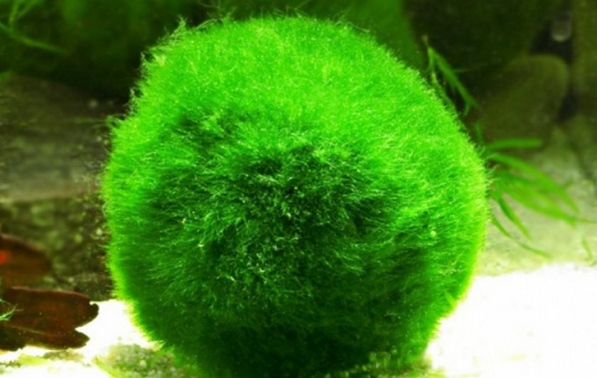 Кладофора шаровидная