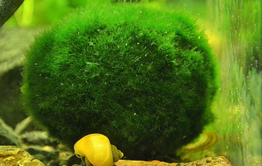 Кладофора шаровидная