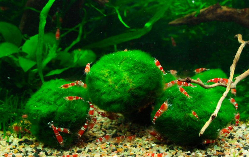 Кладофора шаровидная