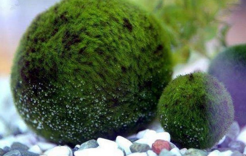 Кладофора шаровидная