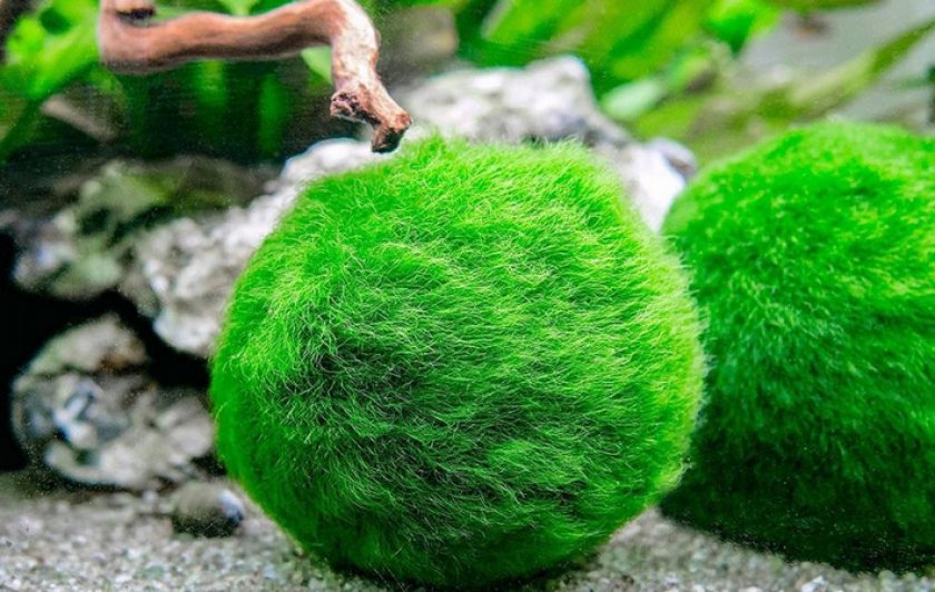 Кладофора шаровидная