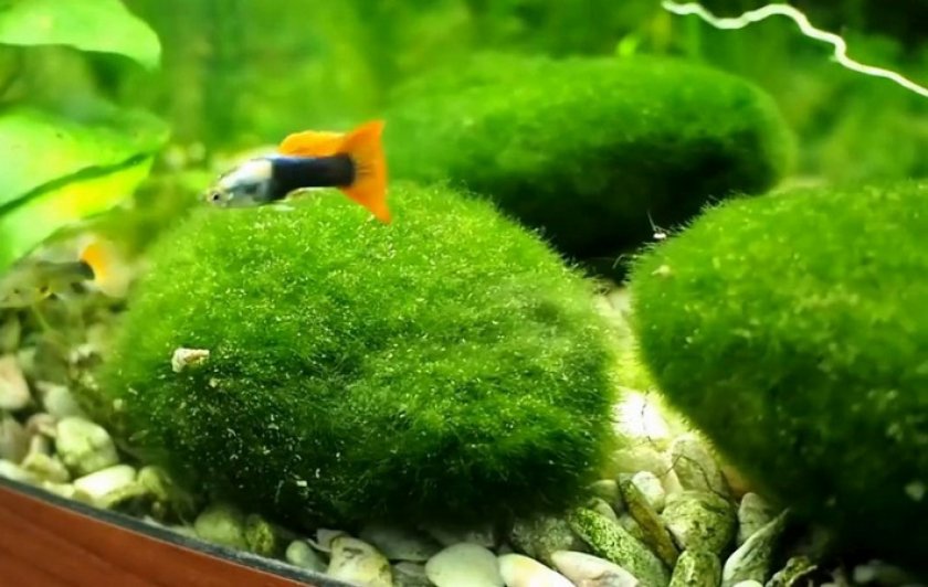 Кладофора шаровидная